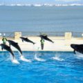 福岡の水族館「マリンワールド海の中道」に行ってきた！