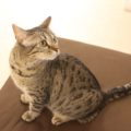 猫好き必見！池袋のナンジャタウン内に猫とふれあえる「ニャンジャタウン」がオープン