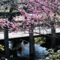 梅の香りに包まれながら癒される。小田原フラワーガーデンで「渓流の梅園」を満喫してきた！